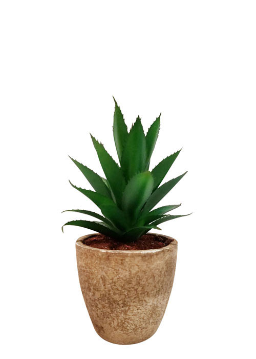 Cactus Aloe Vera Verde